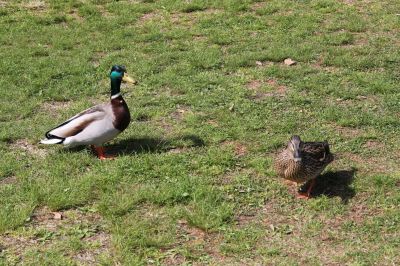 _IMG_0383.jpg