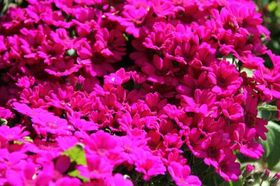 _IMG_0421.jpg