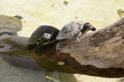 _IMG_2051.jpg