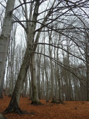 _P1130899.JPG