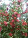 Filename=_P1160761.JPG
Filesize=256KiB
Dimensions=900x1200
Date added=Oct 11, 2017 _P1160761.JPG